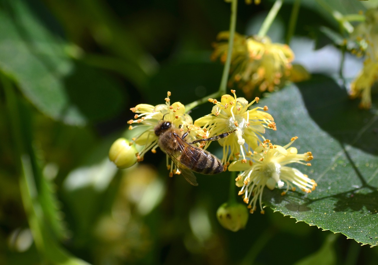 Unlock the unique taste and health benefits of premium linden honey: Discover the secrets of linden honey!