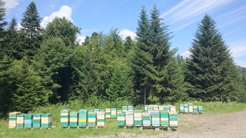 From forest to table: Discovering the unique properties of honeydew honey