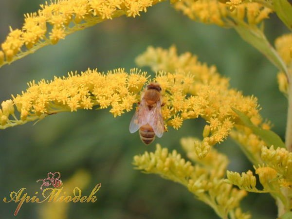 Goldenrod honey 1.2 kg PREMIUM