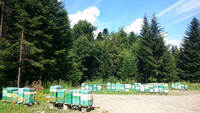 Forest honey from Bieszczady Nectar - coniferous honeydew PREMIUM